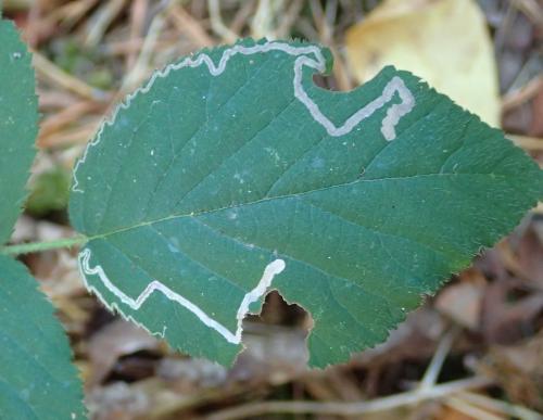 Réf. 223 285 : Stigmella sp.